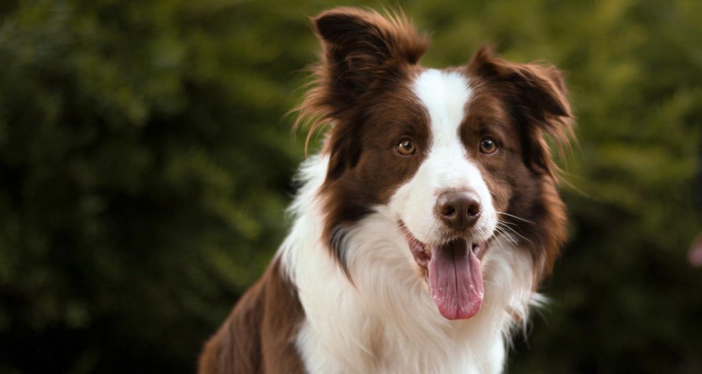 herding dog breeds herding sheep