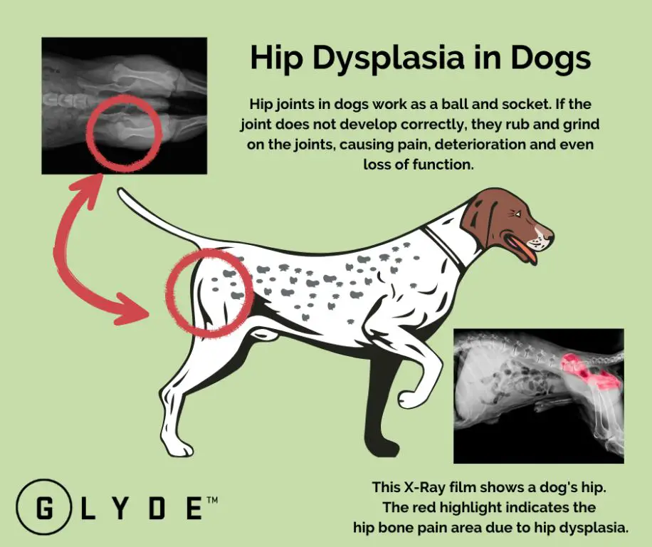 hip dysplasia in coydogs