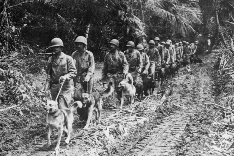 history of military working dogs