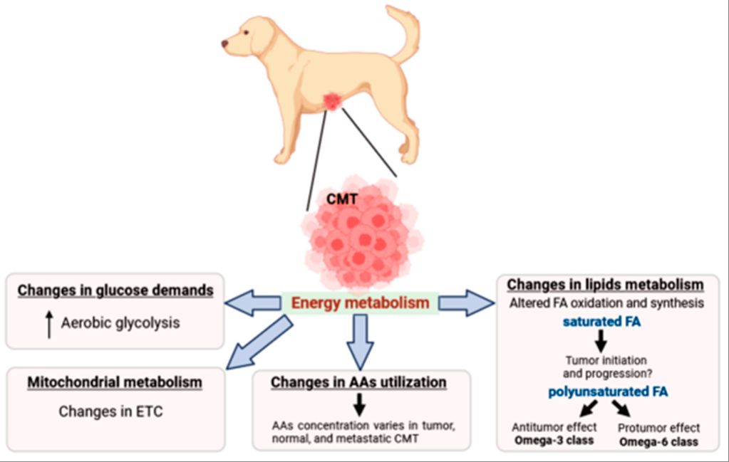 how cancer spreads in dogs' bodies 