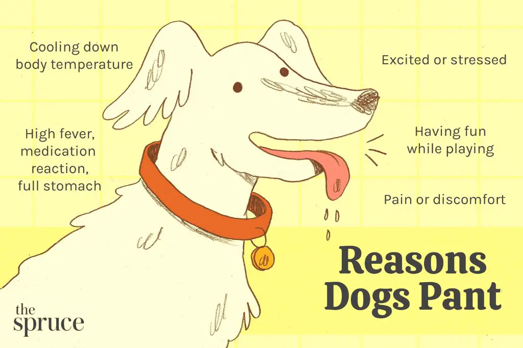 how dogs stay cool through panting