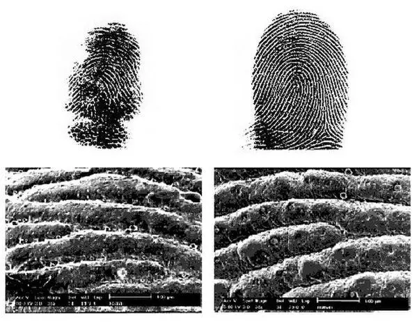 human fingerprints form distinctive ridge patterns during development.