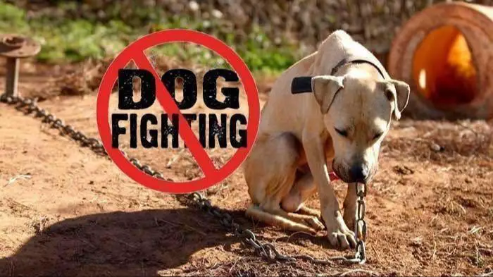 humane activities can provide alternatives to dog fighting.