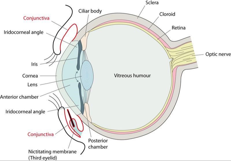 illustration of nerves supplying the third eyelid
