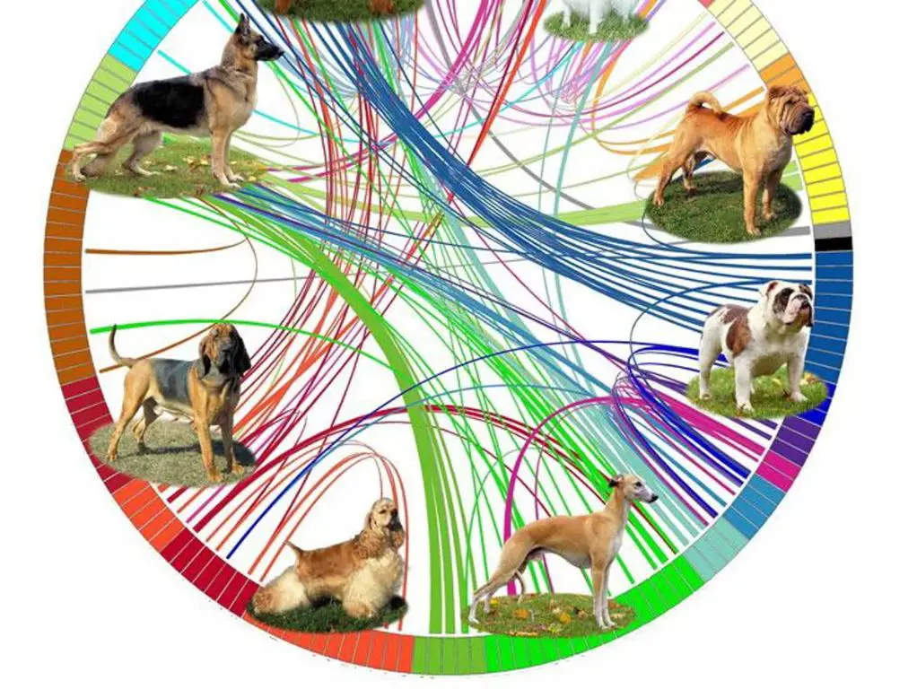 illustration of separate evolutionary paths for cats and dogs