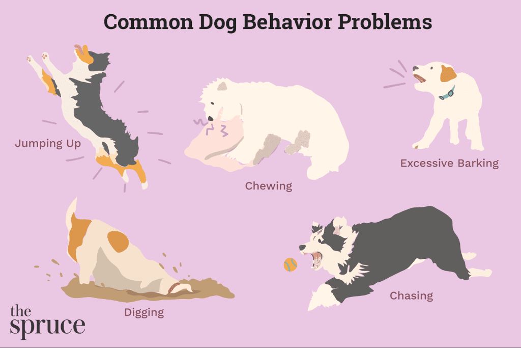 importance of veterinary evaluation for behavior issues