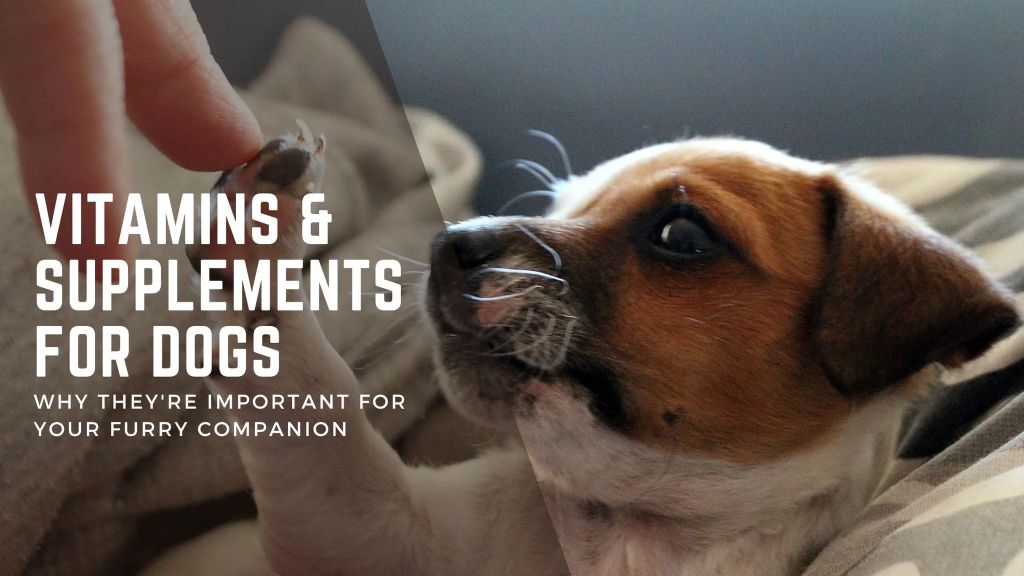 importance of vitamin a for dogs