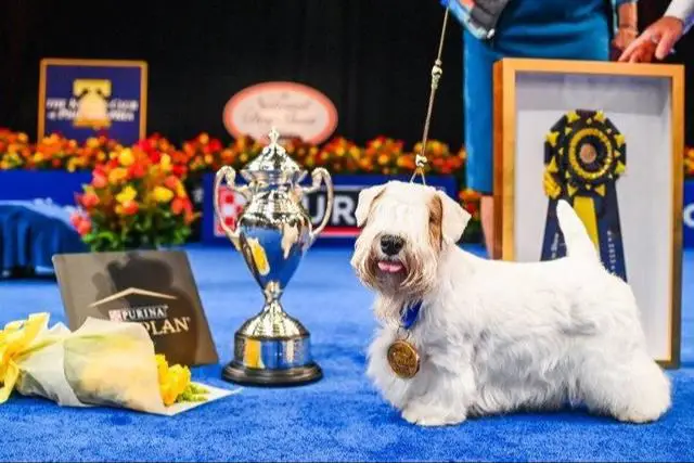 in rare cases when november ends late, thanksgiving has landed very close to the westminster dog show dates.