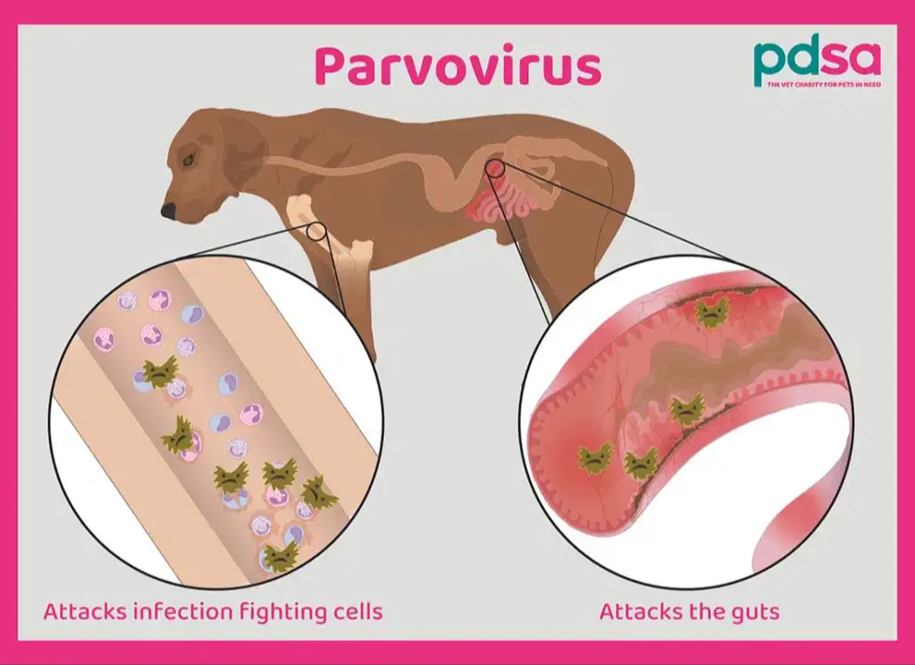 infections need prompt veterinary follow-up