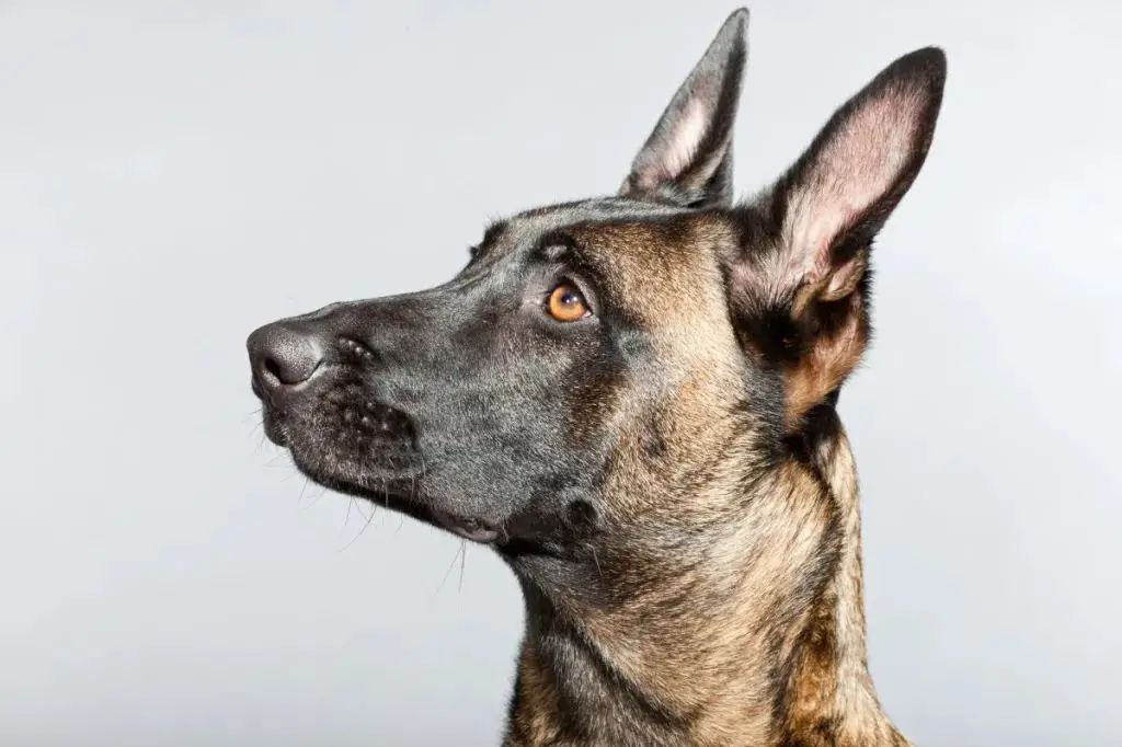 inner ear of a black dog breed like a german shepherd