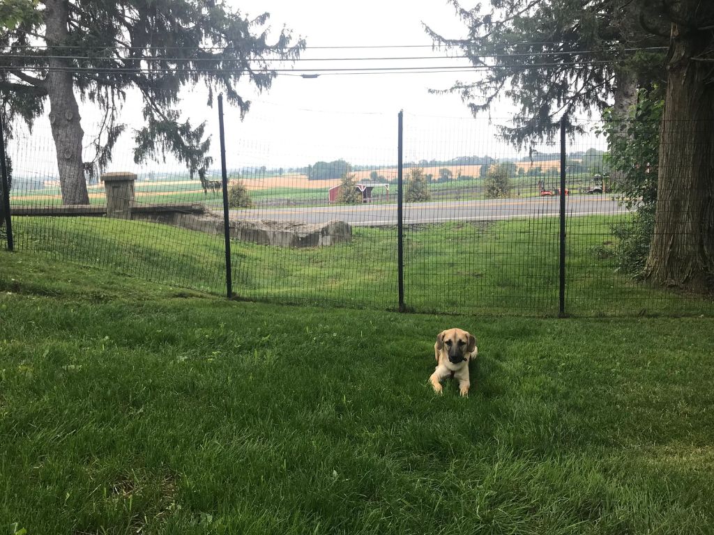 installing secure fencing to contain dogs and prevent chasing deer.