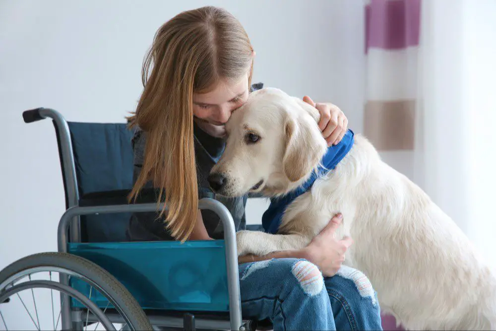 intelligence and trainability critical for service dogs