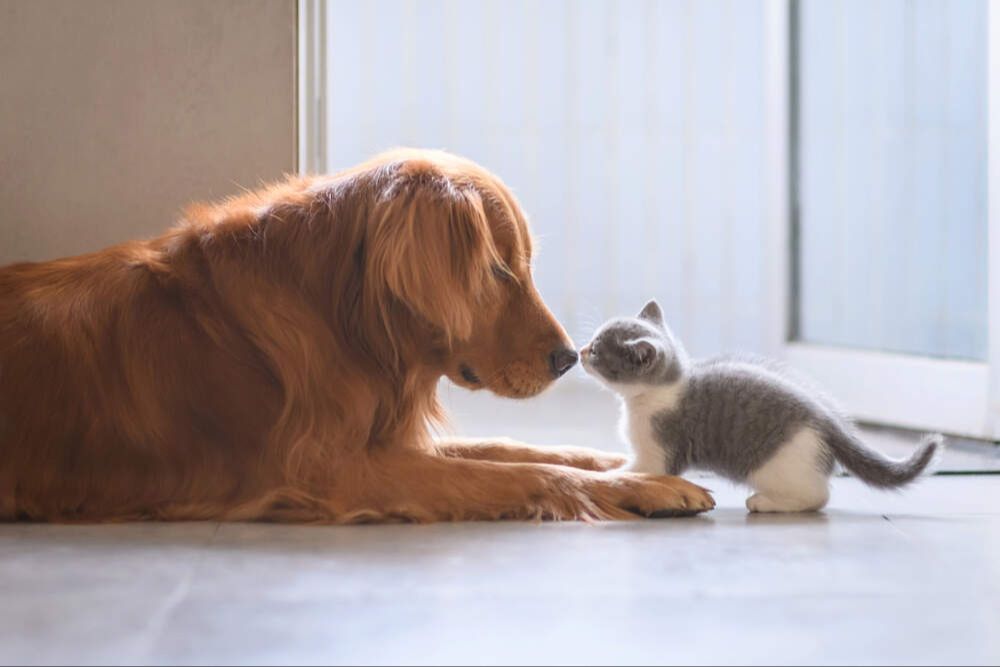 introducing a dog and kitten on leashes