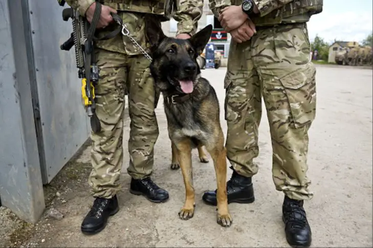 introduction section about military working dogs