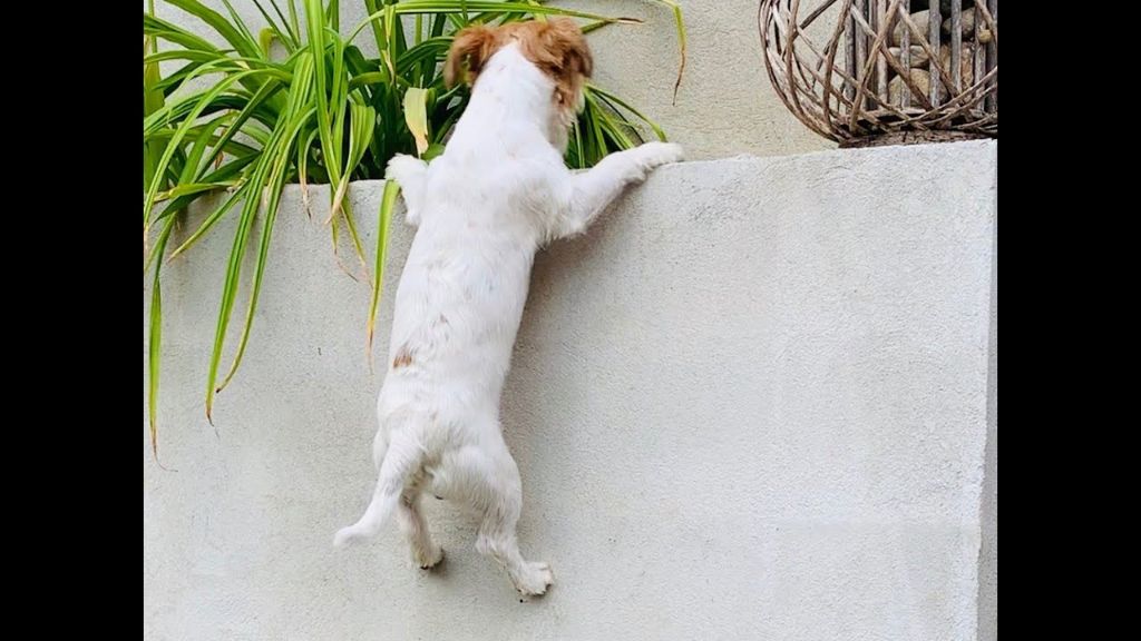 jack russell terrier jumping high