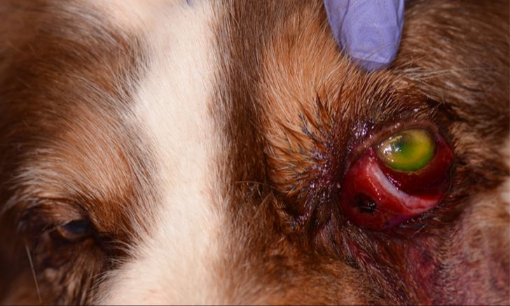 junkyard dog with eye injury