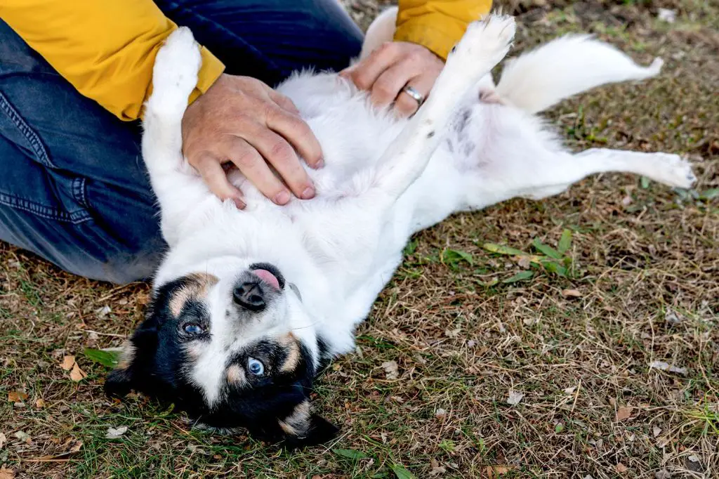 keeping belly rubs gentle