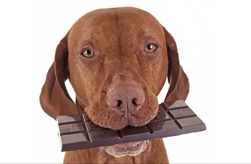 keeping chocolate out of reach from dogs