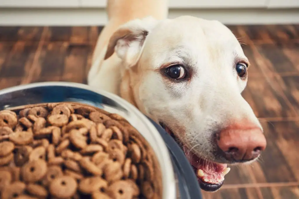 key takeaways on high protein dog diets