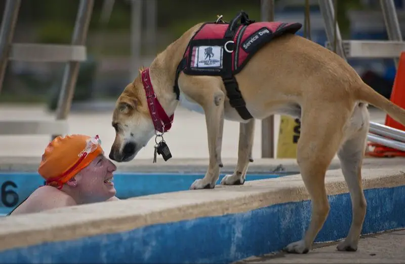 key temperament traits for service dogs