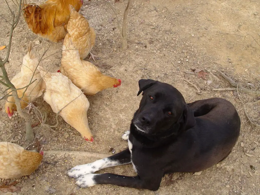 key tips for training a trustworthy chicken guard dog include early socialization, rewards for calm behavior, and discouraging chasing.