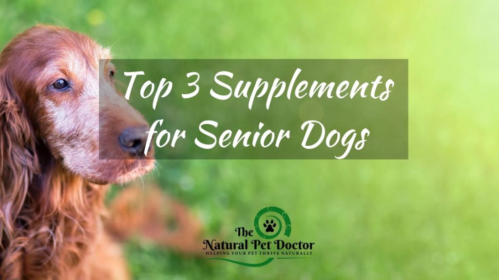 key vitamins for senior dog health