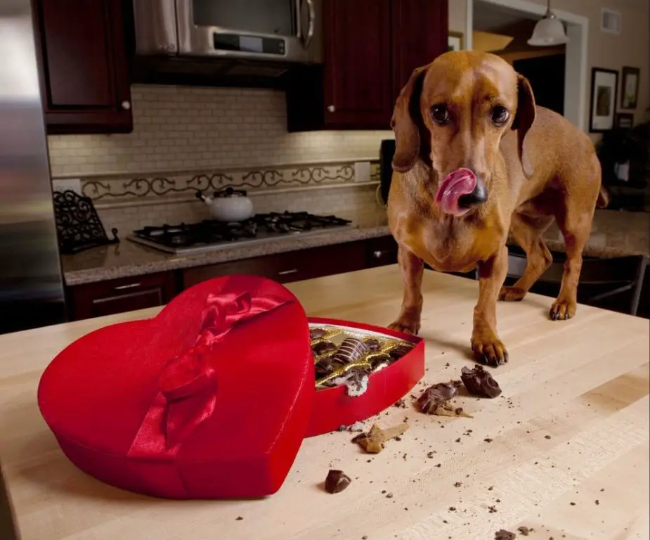 kidney damage in dogs from eating chocolate