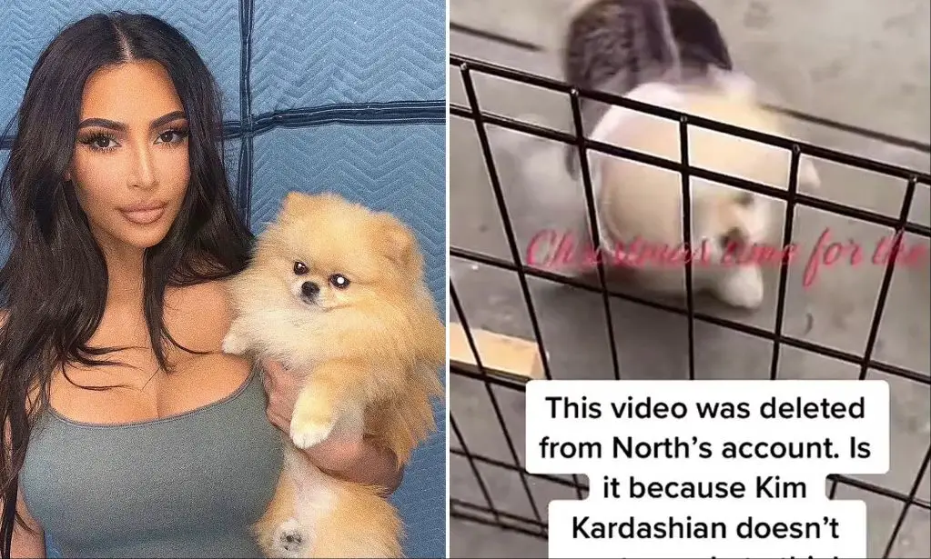 kim kardashian's love of dogs