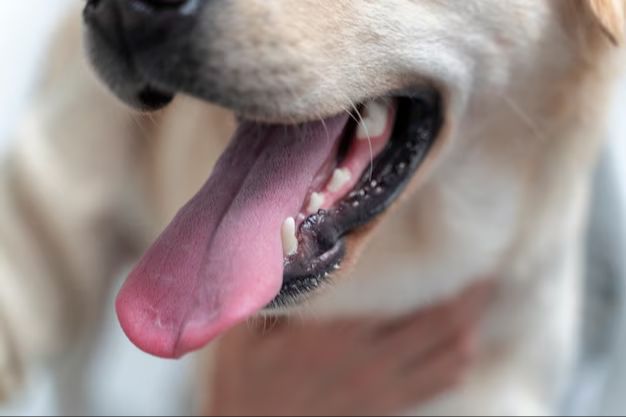 kissing dogs can worsen plaque buildup and dental disease