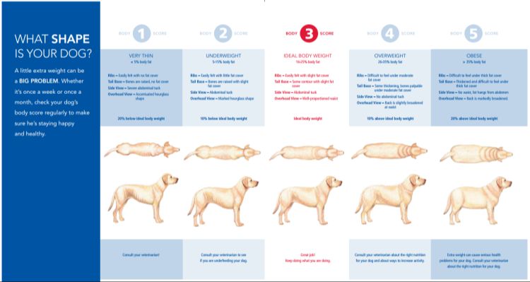 know your dog's unique exercise needs