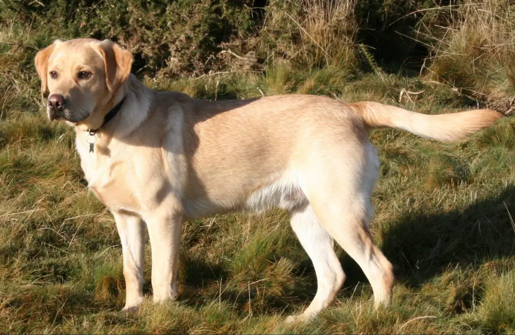 labrador retriever originating from europe