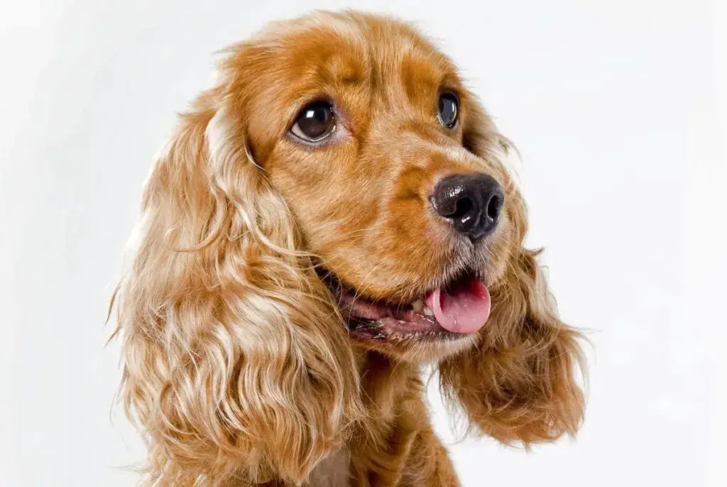 lady the cocker spaniel has beautiful brown eyes and a sweet, gentle temperament.