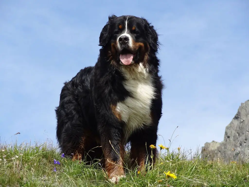 large dog with 4 rocks