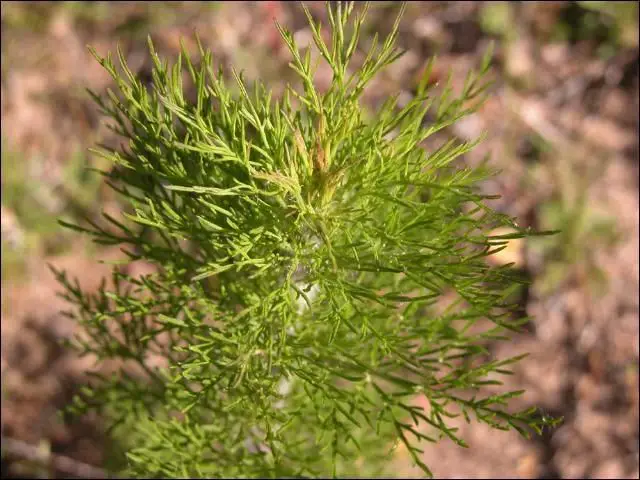 large stand of dog fennel plants