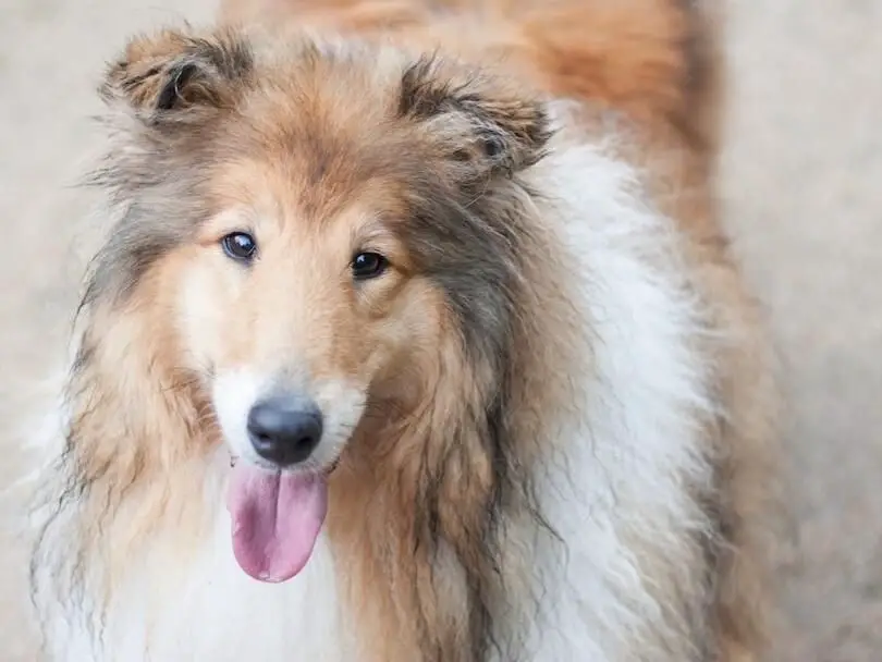 lassie became a hugely popular character that shaped public perceptions of heroic, intelligent dogs.