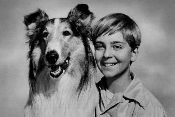 lassie became a massively popular icon and marketing phenomenon starting in the 1950s.