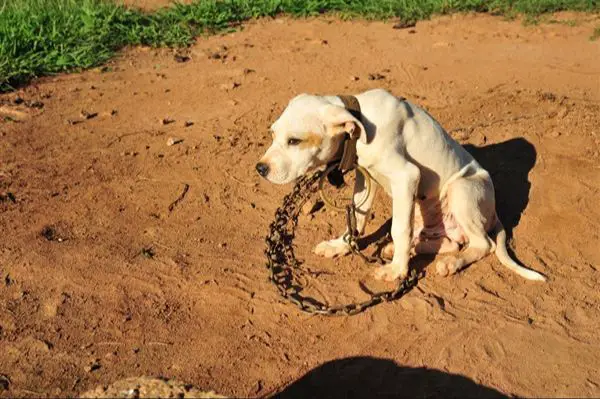 law enforcement uses various techniques to investigate dog fighting rings.