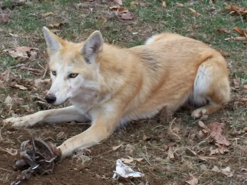 laws regulating ownership of coydogs