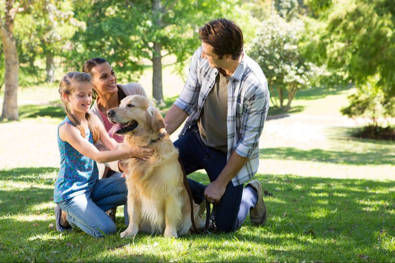 leadership, training, and socialization improve dog-human relationships.