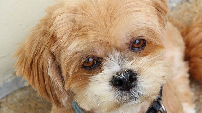 lhasa apso dog with prominent whiskers and beard