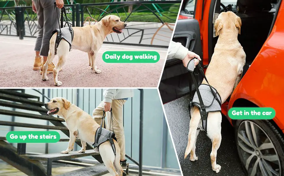 lifting a dog into a car with a harness