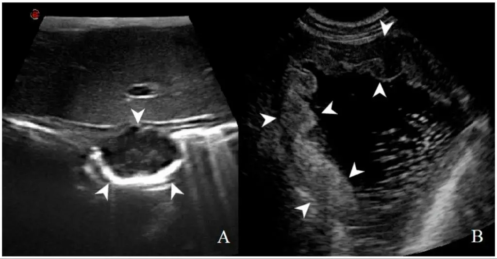 limitations of abdominal ultrasounds in dogs