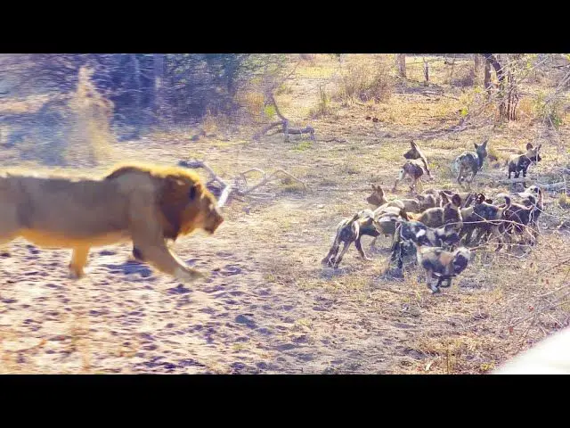 lion stalking wild dog pups at a den