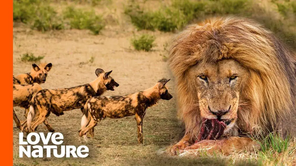 lions stealing a kill from wild dogs