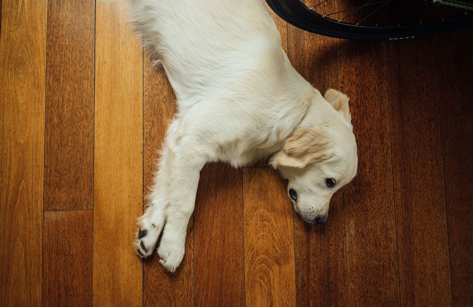 luxury vinyl tile flooring next to laminate flooring and hardwood flooring.