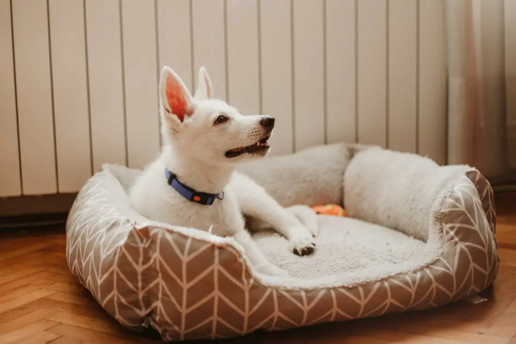 maintaining dog beds