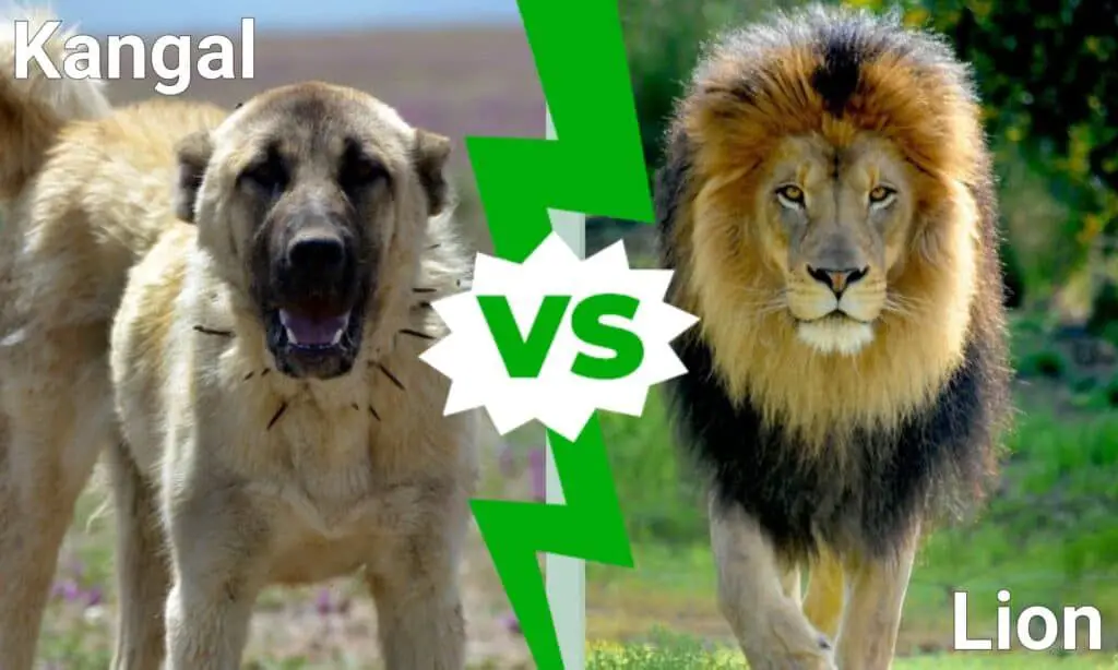 male african lion size, strength and bite force