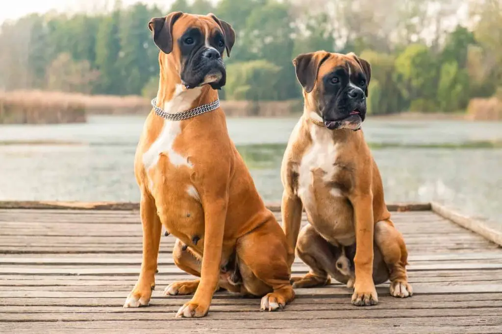 male and female boxer dogs side by side