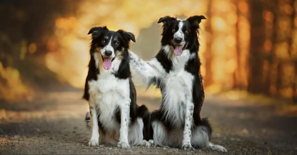 male border collies like lassie tend to have larger, more muscular frames compared to females.