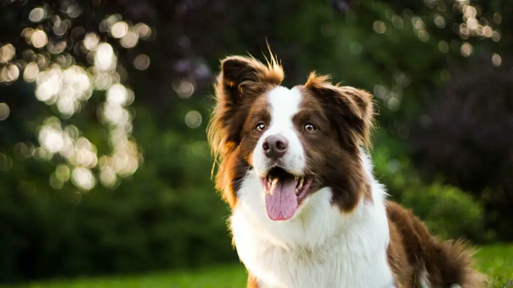 male collies generally have thicker, fuller coats than females due to hormonal differences.
